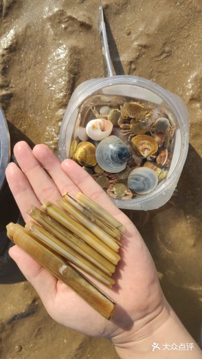 崂山赶海收获
